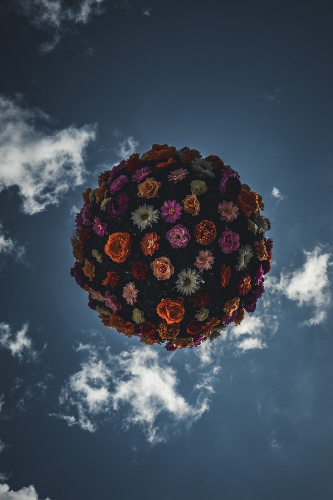 Blütenkugel vor dunklem Himmel, von unten fotografiert
