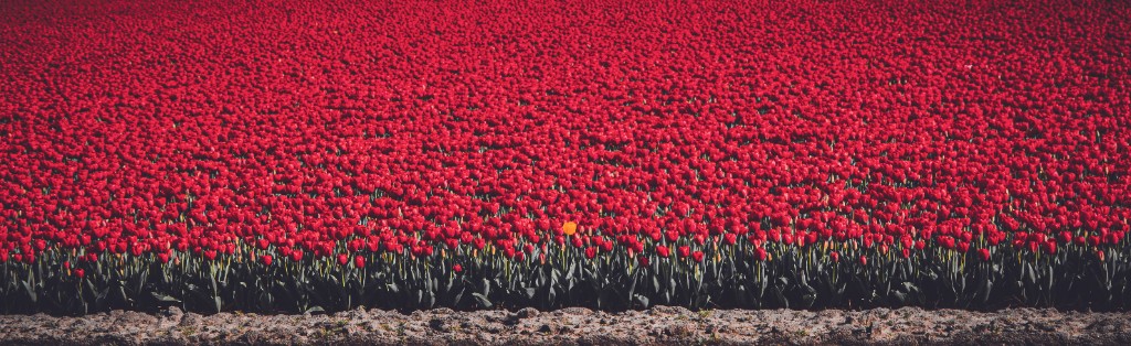Tulpenfeld in Rot mit einer einzelnen gelben Tulpe